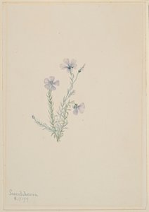 Lino selvatico (Linum lewisii) da Mary Vaux Walcott