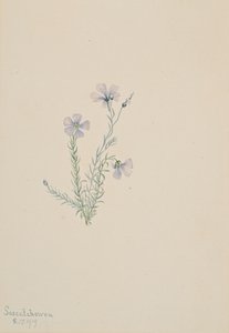 Lino selvatico Linum lewisii, 1919 da Mary Vaux Walcott