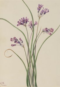 Giacinto selvatico (Brodiaea pulchella)