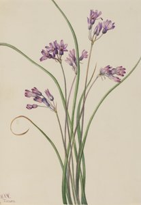 Giacinto Selvatico Brodiaea pulchella, 1927