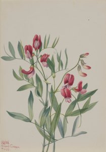 Pisello selvatico (Lathyrus decaphyllus) da Mary Vaux Walcott