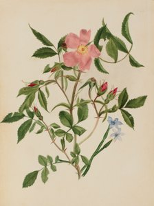 Rosa selvatica e erba dagli occhi azzurri (specie Rosa e specie Sisyrinchium) da Mary Vaux Walcott