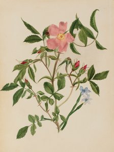 Rosa selvatica e erba dagli occhi azzurri Rosa species e Sisyrinchium species, n.d. da Mary Vaux Walcott