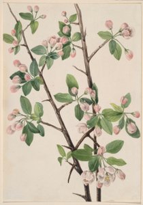 Granchio dolce selvatico (Malus coronaria) da Mary Vaux Walcott