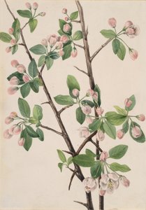 Melo Selvatico Dolce Malus coronaria da Mary Vaux Walcott