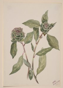 Salice (Salix) da Mary Vaux Walcott