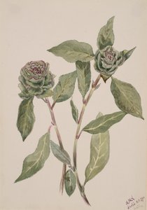 Salice da Mary Vaux Walcott