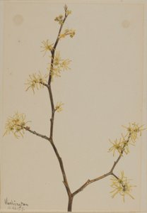 Amamelide (Hamamelis virginiana)