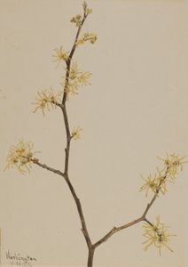 Amamelide Hamamelis virginiana