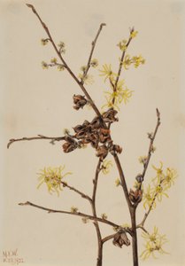 Amamelide (Hamamelis virginiana)