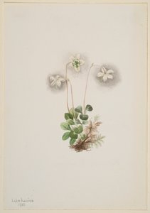Ninfa dei boschi Moneses uniflora, 1902