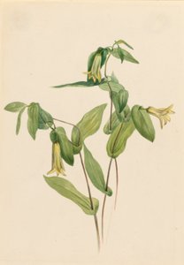 Wood Merrybells (Uvularia perfoliata) da Mary Vaux Walcott