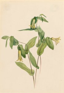 Campanellini di legno Uvularia perfoliata, n.d. da Mary Vaux Walcott