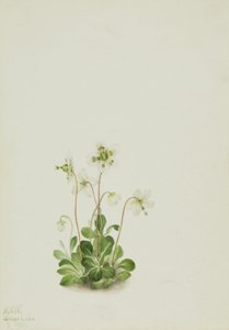 Ninfa dei boschi (Moneses uniflora) da Mary Vaux Walcott