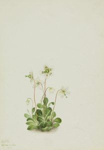Ninfa dei boschi Moneses uniflora da Mary Vaux Walcott