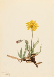 Agoseris villosa, 1919 da Mary Vaux Walcott