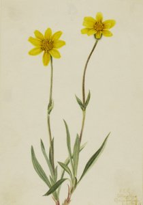 Arnica lanosa Arnica tomentosa, 1920 da Mary Vaux Walcott