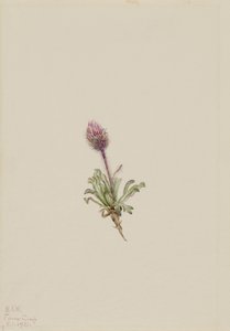 Flebo lanoso (Erigeron lanatus) da Mary Vaux Walcott