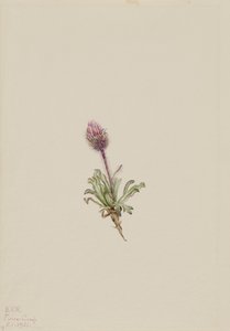 Erigeron lanatus da Mary Vaux Walcott