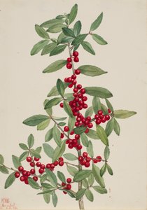 Yaupon Ilex vomitoria da Mary Vaux Walcott