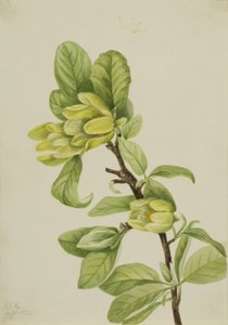 Albero del cetriolo giallo (Magnolia cordata) da Mary Vaux Walcott