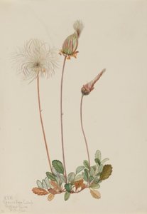 Driade gialla (frutto) (Dryas drummondii) da Mary Vaux Walcott