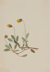 Dryade gialla Dryas drummondii da Mary Vaux Walcott