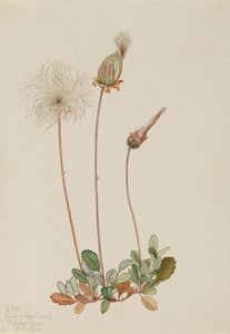 Frutto di Dryade gialla Dryas drummondii, 1920
