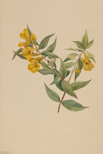 Gelsomino giallo Gelsemium sempervirens, 1905 da Mary Vaux Walcott