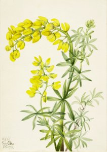 Lupino giallo (Lupinis arboreus) da Mary Vaux Walcott