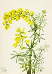 Lupino Giallo Lupinis arboreus, 1933 da Mary Vaux Walcott