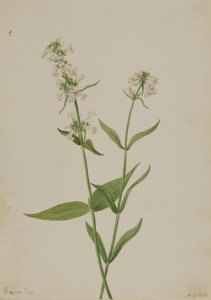Pentstemon giallo (Pentstemon confertus) da Mary Vaux Walcott