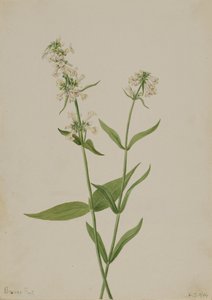 Pentstemon giallo Pentstemon confertus da Mary Vaux Walcott