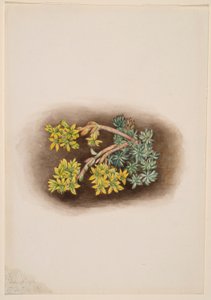 Sedum stenopetalum (Sedum giallo) da Mary Vaux Walcott