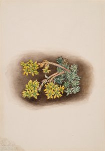 Sedum stenopetalum, 1922 da Mary Vaux Walcott