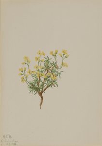 Erba gialla di salice da Mary Vaux Walcott