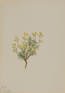 Erba di salice giallo