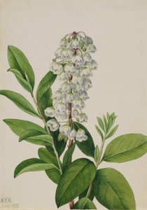 Zenobia (Zenobia cassinifolia) da Mary Vaux Walcott