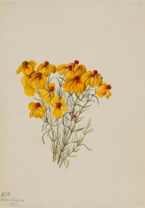 Zinnia (Zinnia grandiflora) da Mary Vaux Walcott