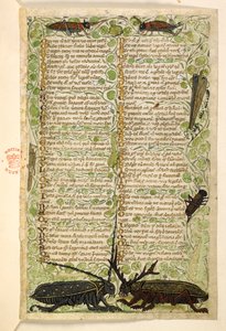 Coleotteri cornuti, grilli e una locusta, Trattato sulle Virtù e i Vizi, e una storia anonima in prosa della Sicilia (frammento) da Master of the Cocharelli Codex