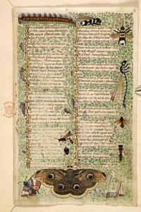 Vespe, falene, libellule e un bruco, da un Trattato sulle Virtù e i Vizi, e una storia anonima in prosa della Sicilia (frammento), c.1330-40 da Master of the Cocharelli Codex