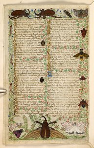 Falene e coleotteri cornuti, da un Trattato sulle Virtù e i Vizi, e una storia anonima in prosa della Sicilia (frammento), c.1330-40 da Master of the Cocharelli Codex