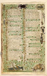 Fiori, frutta e insetti, tra cui uno scorpione e una lucertola. Trattato sulle Virtù e i Vizi, e una storia anonima in prosa della Sicilia (frammento) da Master of the Cocharelli Codex