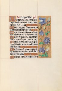 Ore della Regina Isabella la Cattolica, Regina di Spagna: Fol. 59r, c. 1500 da Master of the First Prayerbook of Maximillian