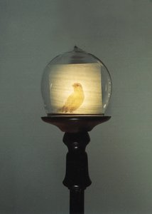 Antico da Mat Collishaw