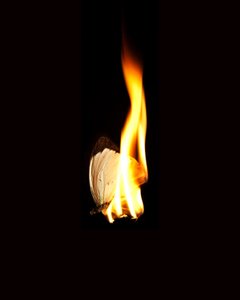 Burning Butterfly 11, 2013 (stampa Lambda)