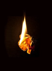 Burning Butterfly 17, 2013 (Lambda print) da Mat Collishaw