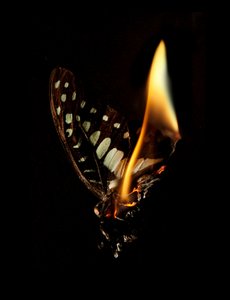 Burning Butterfly 24, 2013 (stampa Lambda)