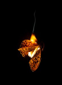 Burning Butterfly 25, 2013 (Lambda print) da Mat Collishaw