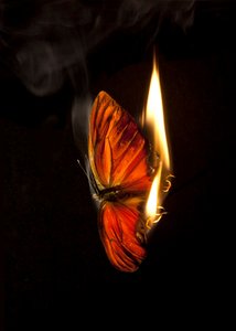 Burning Butterfly 2, 2013 (stampa Lambda) da Mat Collishaw
